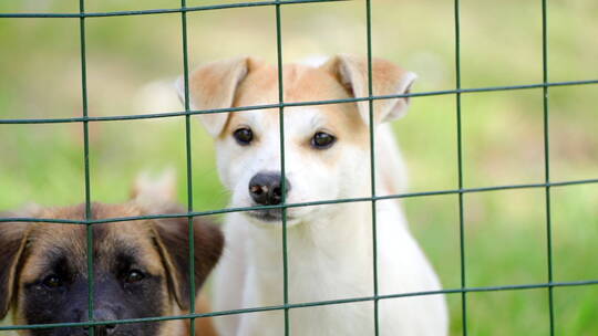 栅栏内可爱小狗犬