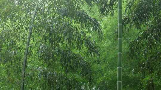 下雨天竹林景观特写，竹节挺拔竹叶繁茂