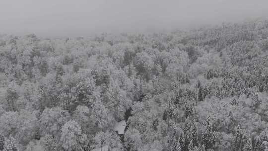 四川雅安泥巴山雪景树林雾凇实拍