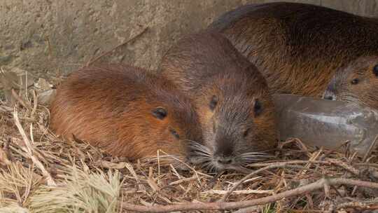 海狸鼠、食草动物、Coypu、啮齿动物