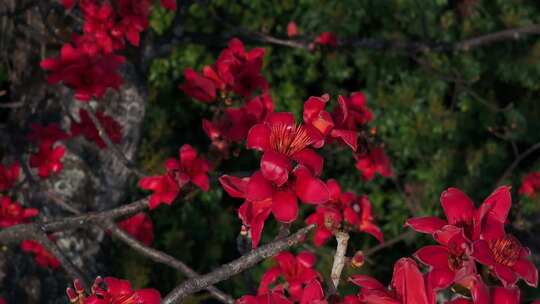 盛开的红色木棉花特写