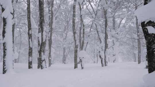 冬季下雪暴雪中的树林，白雪覆盖了大地！