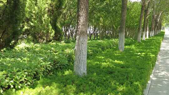 绿色植物树枝树叶蓝天阳光实拍