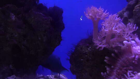 海底世界 珊瑚 热带鱼