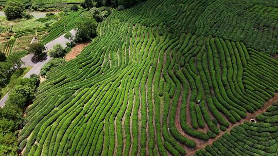 茶园茶场山茶园高山茶绿茶场航拍