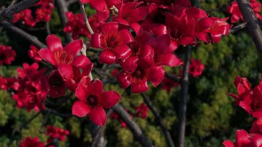 盛开的红色木棉花特写