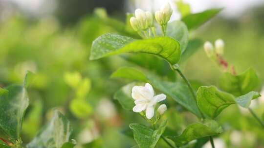 唯美茉莉花与茉莉花茶制作福州茉莉花种植园