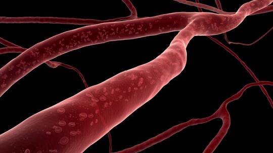 静脉中红细胞参与人体的血液循环3d动画