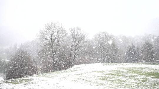 冬季森林草地公园背景下的大雪暴雪