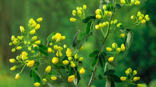 绿植野花绿化带鲜花花开延时