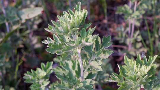 端午节时节的艾蒿艾叶
