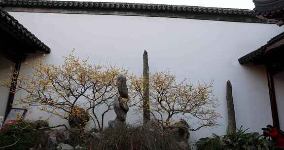南京夫子庙瞻园古风白墙腊梅