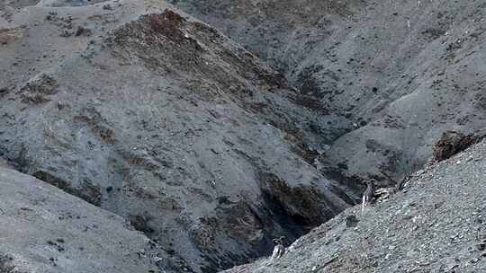 航拍西藏岩羊奔跑攀岩