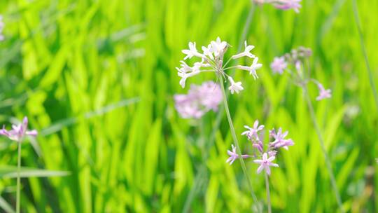 城市内的花——紫娇花