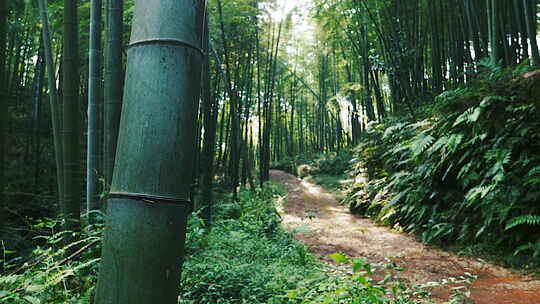 蜀南竹海竹林风景