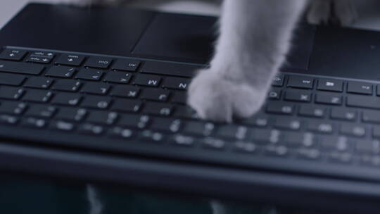 猫使用电脑 猫爪打字 猫打电脑键盘