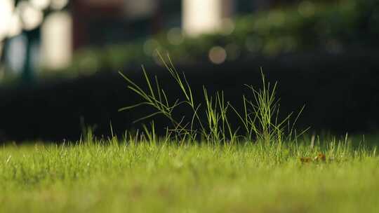 绿叶 阳光 夏天 治愈