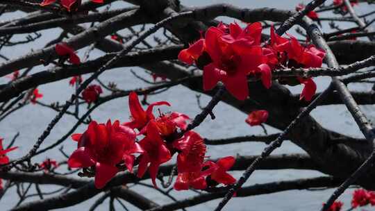 盛开的红色木棉花特写