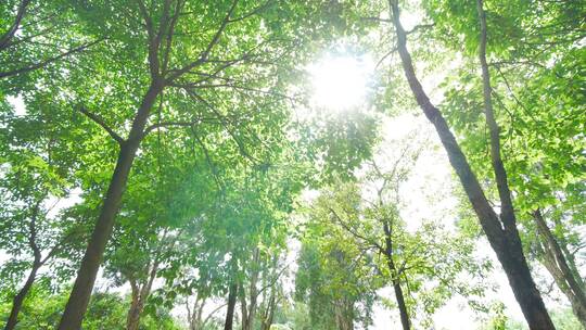 清晨植物园森林公园唯美阳光穿过小树林