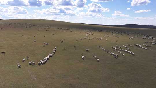 航拍#草原羊群#4K