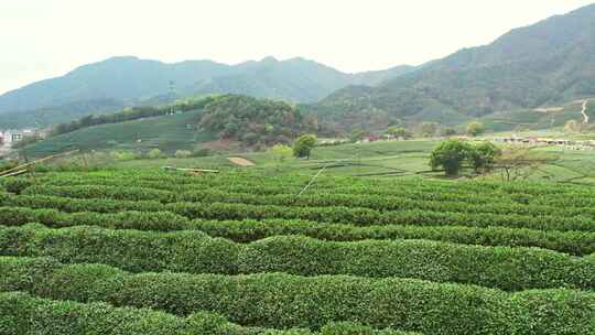 杭州龙坞西湖龙井茶园风景航拍