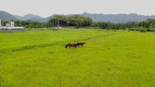 绿油油的稻田