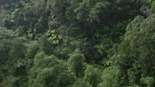 高清航拍四川乐山桫椤大峡谷森林自然风光