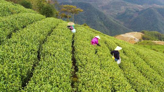 茶农采摘龙井茶