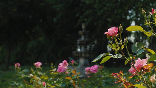 花园里的玫瑰花视频素材模板下载