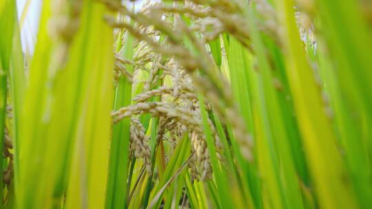 秋天成熟水稻稻粒稻穗