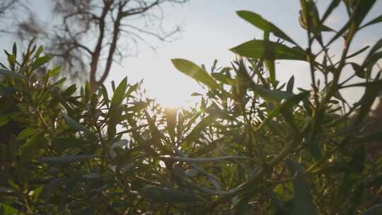 绿植阳光美景