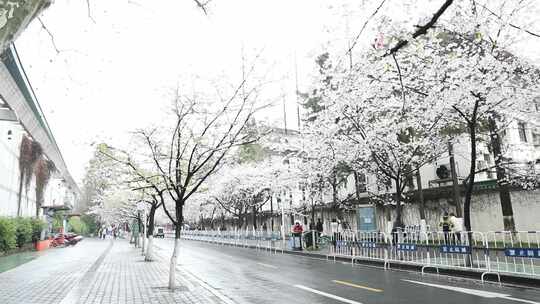 樱花 樱花路 鸡鸣寺