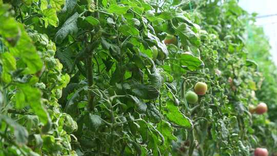 水果西红柿 番茄 番茄种植