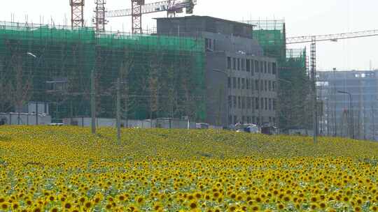 成都田园城市建设与向日葵花田