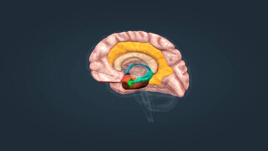 人体大脑解剖面视频素材模板下载