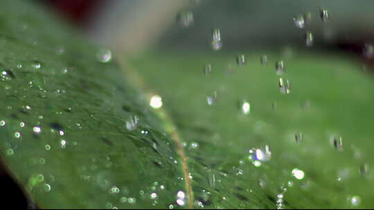 叶面上水滴慢动作视频