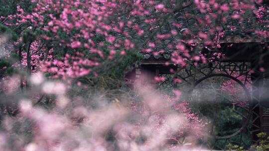 杭州植物园灵峰探梅