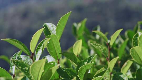 茶山茶园红茶绿茶茶叶种植