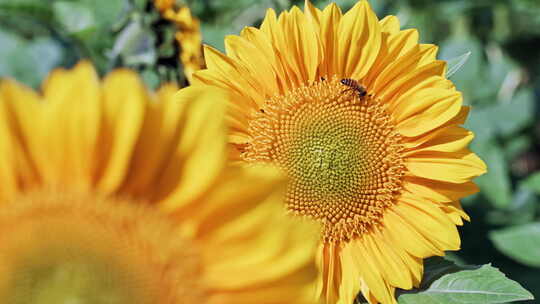 向日葵蜜蜂采蜜视频素材模板下载