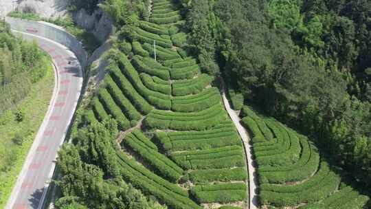 重庆永川茶山竹海风光