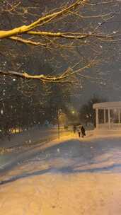 夜间树附近的降雪