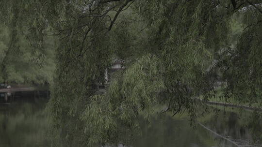 共青森林公园水塘视频素材模板下载