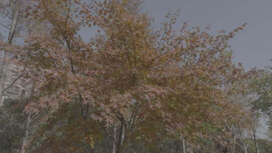 秋日枫树自然风光