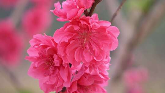 特写粉色桃花花朵