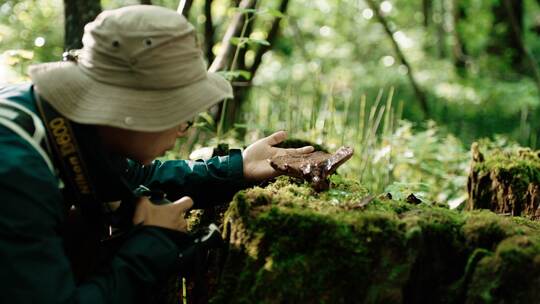 长白山植物学家穿越森林寻找灵芝视频素材模板下载