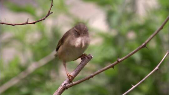 农村的小麻雀小鸟常用乡村鸟类镜头视频素材模板下载