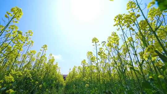 油菜花合集