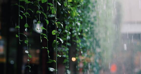 唯美春雨下雨雨天空镜头