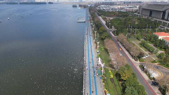 昆明海埂大坝滇池边喂海鸥