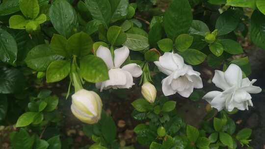 栀子花鲜花花朵盛开实拍